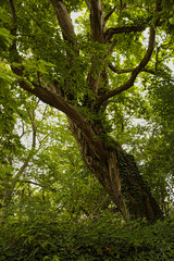 Fototapeta premium Ein markanter Baum mit Laubdach