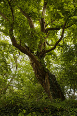Ein sehr markanter Baum