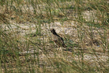 sparrow in the grass