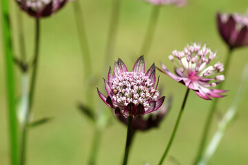 Closeup Flowers of Astrantia major 'Primadonna', the great masterwort, family Apiaceae. July, in a Dutch garden. Blurred lawn on the background.	