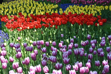 国営アルプスあづみの公園に咲いていた白縁の紫色のチューリップの花