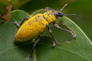 yellow beetle on a leaf