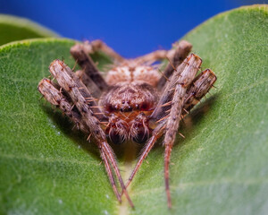 spider on a leaf