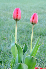A close-up of two red opening tulip buds with raindrops, green blurred grass in the background