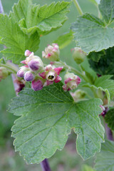 The strig of redcurrant flowers and opening buds on a branch