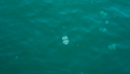 jellyfish top view in the black sea