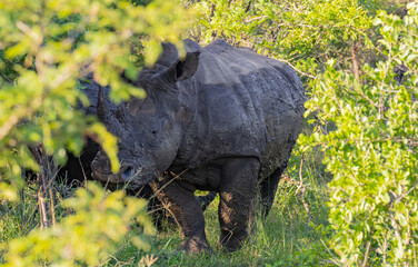 Fototapeta premium Nashorn im Naturreservat Hluhluwe Nationalpark Südafrika