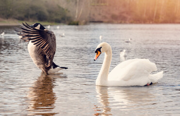 white swans and  Canada Goose fighting on the lake