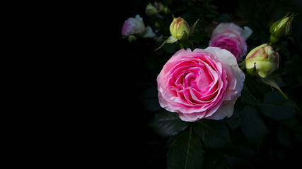 Pink rose with unopened buds, on a black background. studio light. isolated on black