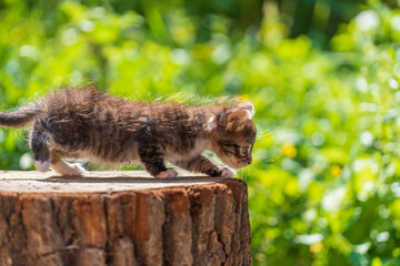Newborn gray kitten close up. Kitten at one month old of life on nature, outdoors