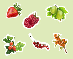 Vector image of berries. Tea berries for posters and postcards.