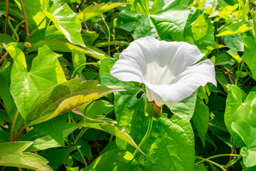 Detailed image of a white trumpet flower of Hedge Bindweed (Calystegia sepium), a stubborn weed in many gardens - obrazy, fototapety, plakaty