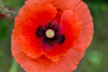 Fototapeta na wymiar red poppy flower macro selective focus