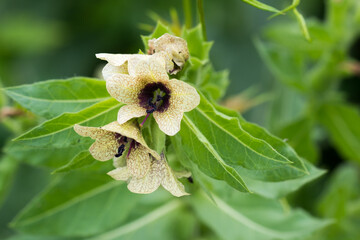 Hyoscyamus niger,  black henbane, stinking nightshade flowers closeup selective focus