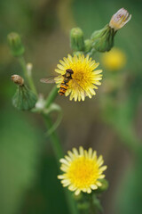 Vertical closeup on a Marmalade hoverfly, Episyrphus balteatus, sitting on a yellow flower