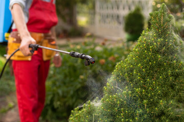Gardener applying insecticide fertilizer to his thuja using a sprayer.