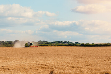 Fototapeta premium Wheat harvesting in the summer season by a modern combine harvester with a dramatic sky and rainbow in the background. Farmers fighting food shortage