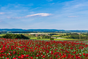 field of poppies
