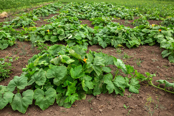 Pumpkin plantation. Gardening, vegetable garden, agriculture, rural