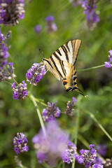 Iphiclides podalirius butterfly on lavender flowers 