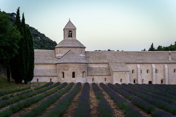 Abbey of Senanque and blooming rows of lavender flowers at sunrise. Gordes, Luberon, Vaucluse, Provence, France, Europe.