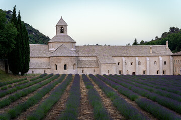 Abbey of Senanque and blooming rows of lavender flowers at sunrise. Gordes, Luberon, Vaucluse, Provence, France, Europe.