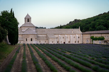 Fototapeta na wymiar Abbey of Senanque and blooming rows of lavender flowers at sunrise. Gordes, Luberon, Vaucluse, Provence, France, Europe.
