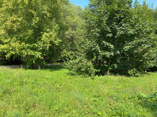 Obraz premium summer in city park at dry sunny day