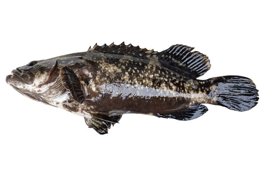 Grouper on a white background
