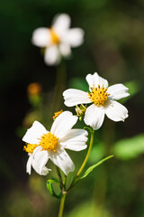 Bidens bipinnata, a wild flower of Compositae outdoors in spring