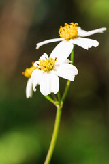 Fototapeta premium Bidens bipinnata, a wild flower of Compositae outdoors in spring