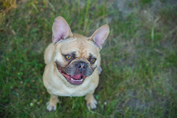 French bulldog on green grass. Selective focus. Blurred background.