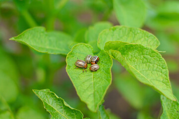 Larvae of the Colorado potato beetle eat a potato leaf.