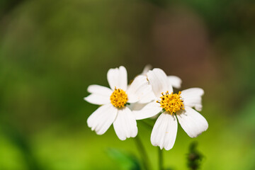 Naklejka na ściany i meble Bidens bipinnata, a wild flower of Compositae outdoors in spring