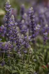 Mealycup Sage . Multiple lavender blooms