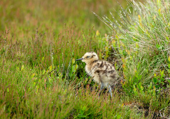 Selective focus of a  young Curlew chick, scientific name: numenius arquata, in natural Yorkshire grouse moor habitat, facing left. Curlews are in decline and are now a Red-Listed bird.  Copy space.