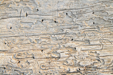 Ruined natural wooden background