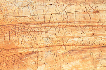 Fototapeta na wymiar Ruined natural wooden background