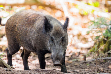 2022-06-30, GER, Bayern, Neuschönau: Wildschweine im Nationalpark bayerischer Wald. Wildschweine haben sich in den letzten Jahren stark vermehrt.