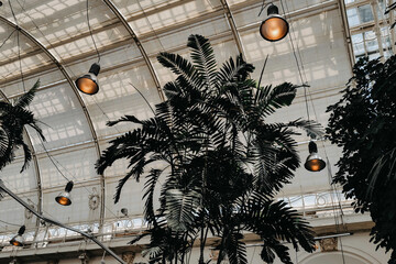 Palm trees in the greenhouse