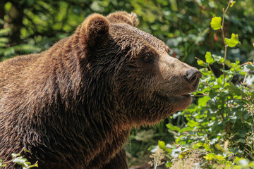 Obraz premium 2022-06-30, GER, Bayern, Neuschönau: Europäischer Braunbär im Tierfreigelände Neuschönau, Nationalpark Bayerischer Wald.