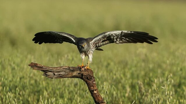 Adult male Montagu&rsquo;s harrier on his favorite perch preening in early morning light on a cereal steppe in spring