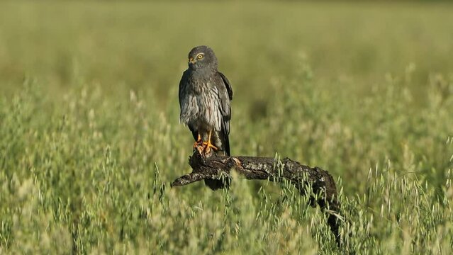 Adult male Montagu’s harrier at his favorite perch within his breeding territory at first light on a spring day