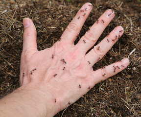 tingling in the hand caused by dozens of many ants that bite to defend their anthill