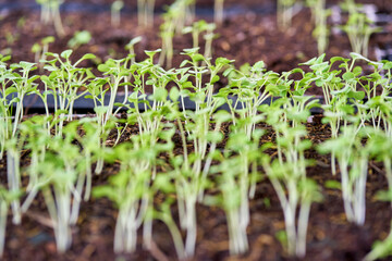 Watermelon seeding on the ground in green house orgnic farm