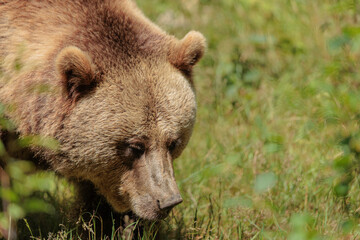 2022-06-30, GER, Bayern, Neuschönau: Europäischer Braunbär im Tierfreigelände Neuschönau, Nationalpark Bayerischer Wald.