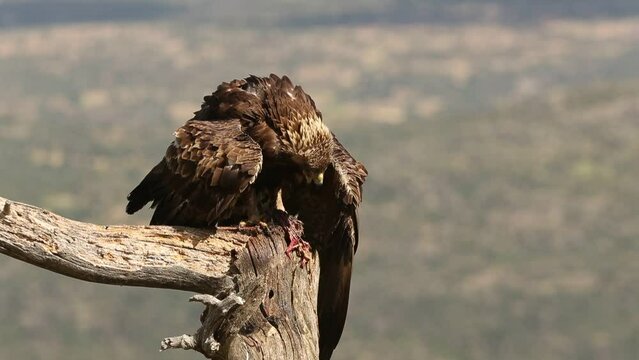 Adult male Golden eagle in his favorite perch within his breeding territory with the first light of a spring day eating a prey