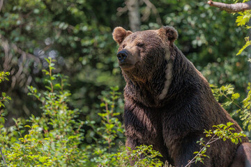 Fototapeta premium 2022-06-30, GER, Bayern, Neuschönau: Europäischer Braunbär im Tierfreigelände.