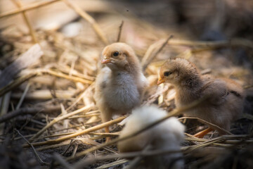 Beautiful portrait of cute baby chicks