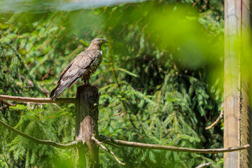 2022-06-30, GER, Bayern, Neuschönau: Wespenbussard in der Greifvogelvoliere des Tierfreigeländes im Nationalpark bayerischer Wald.